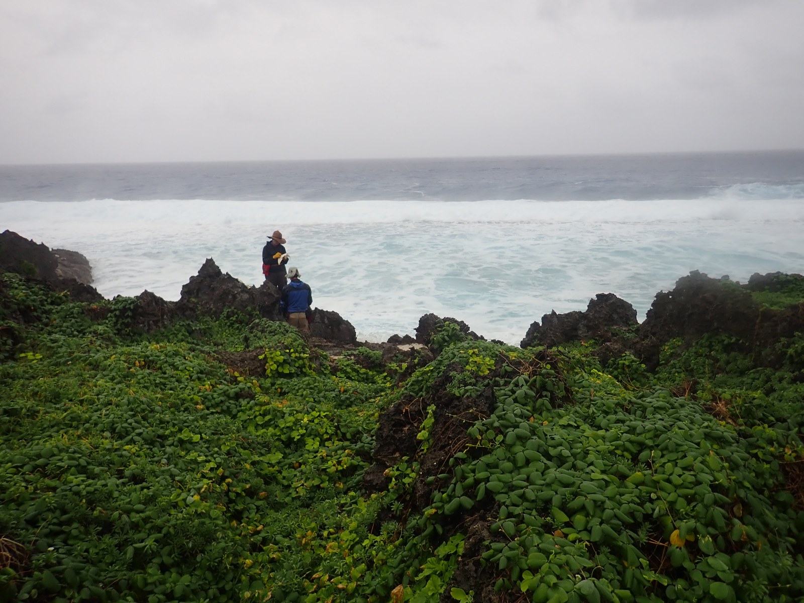 Two researchers stand on jagged dark limestone above white rough surf, with green groundcover in the foreground and the grey ocean behind.