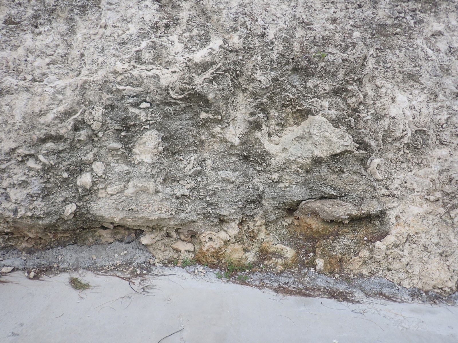 Front-on view of the pale cut wall at HS104 Taunganui, with dark irregular bands and embedded coral and rubble above the concrete apron.