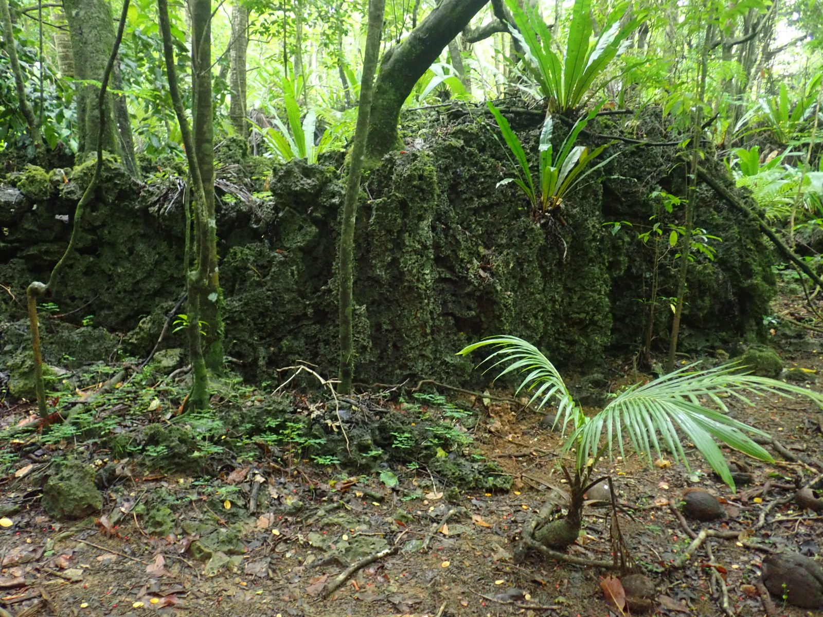 Wide field view of a dark, weathered limestone face among tree trunks, ferns, and palm leaves in dense forest at Old Canyon, Atiu.