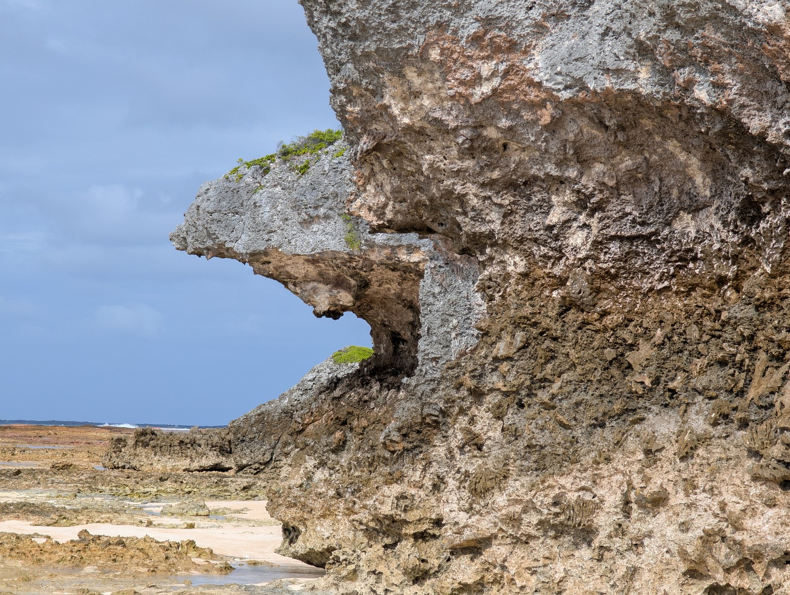 Close oblique view of a recessed, coral-rich limestone wall at HS123, with the exposed reef-flat path and ocean edge visible to the left.