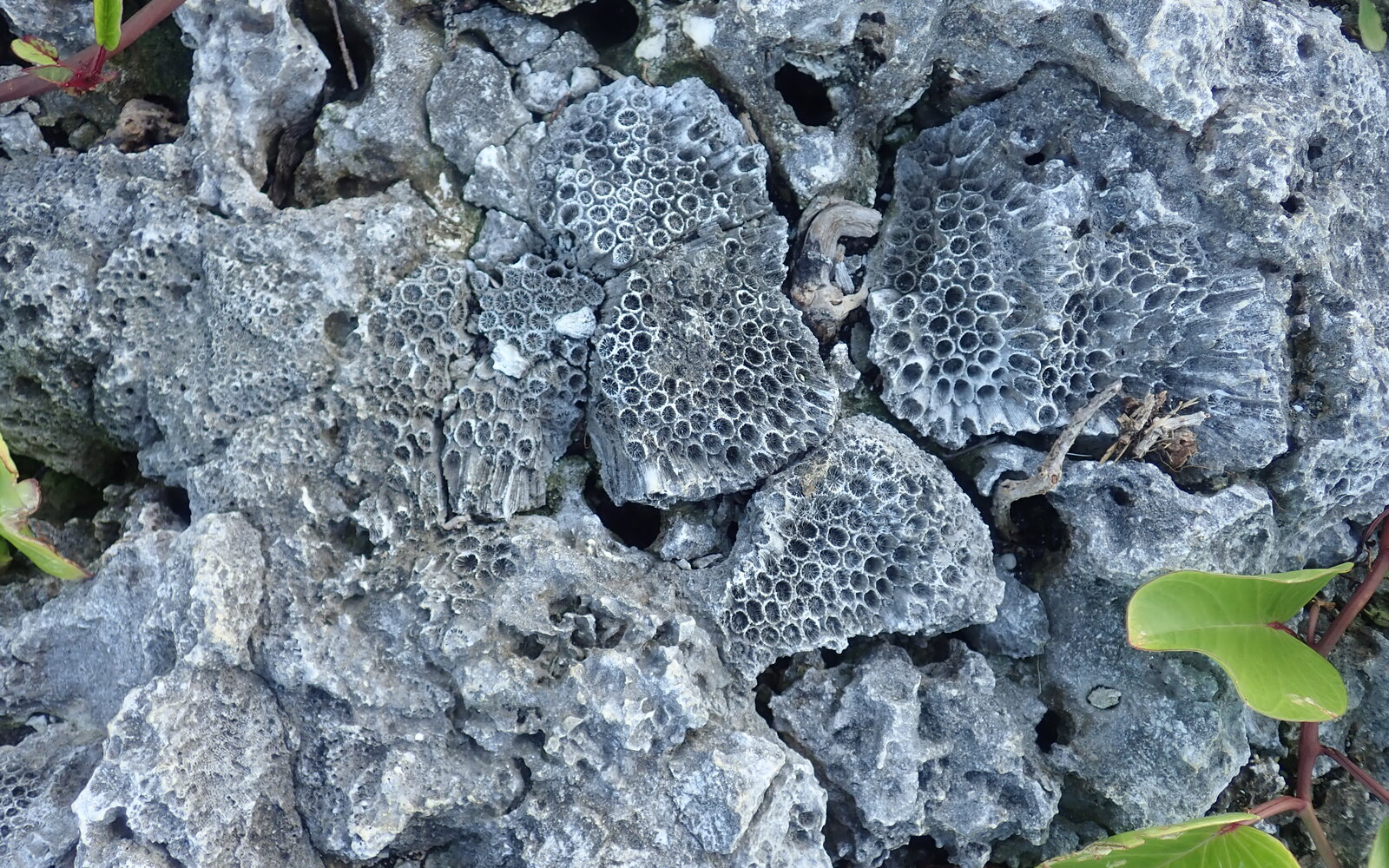 Weathered fossil coral skeletons preserved among pale grey raised-reef limestone.