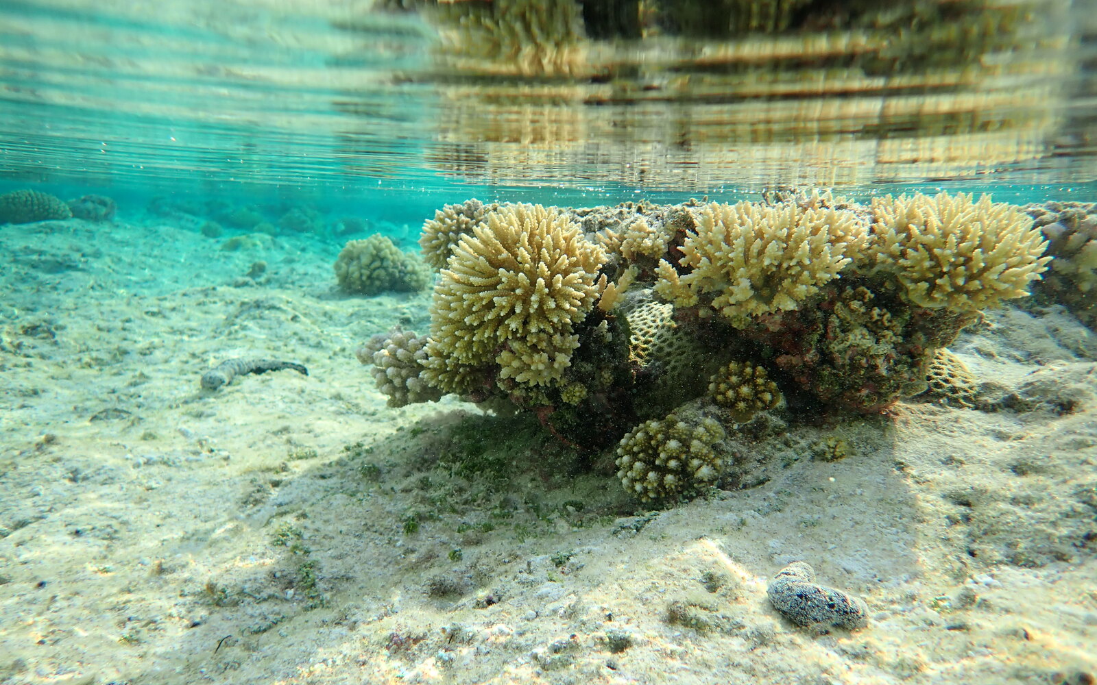 Branching and rounded living corals growing in clear shallow water over a sandy reef surface.
